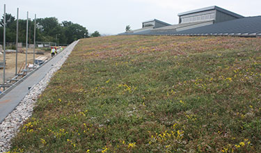 Low Maintenance Green Roof
