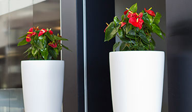 Plant and Planter Sales